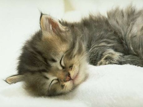 cat_1080.jpg